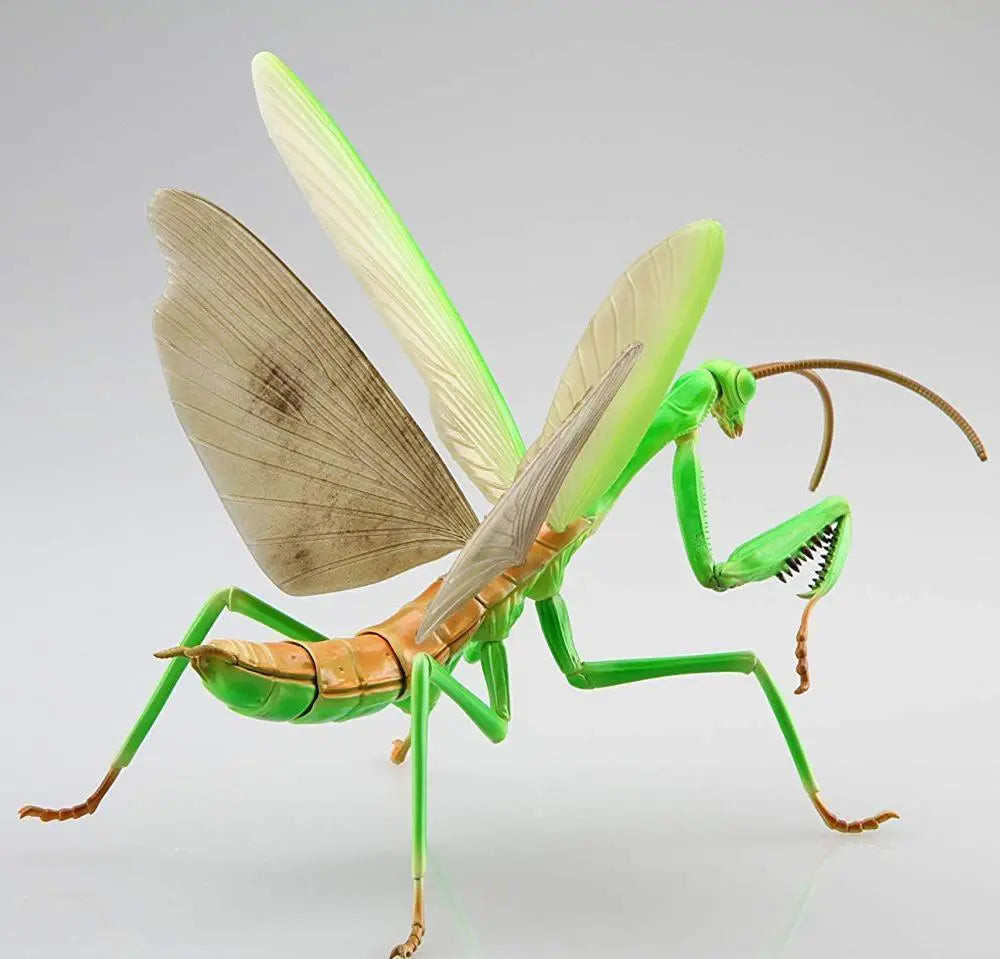 Fujimi Biology Edition Big Mantis [FI No.23] Plastic Model Kit Fujimi