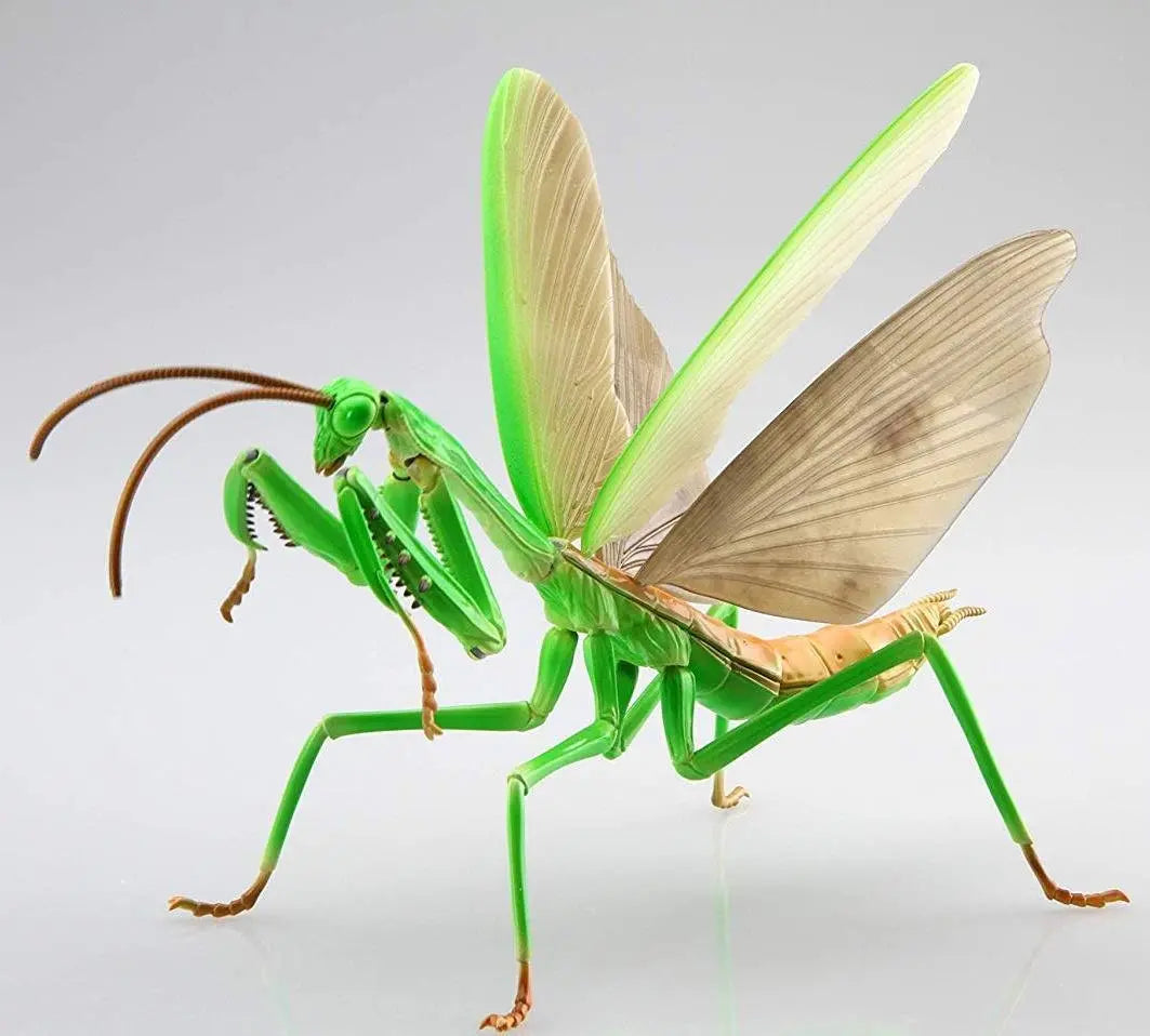 Fujimi Biology Edition Big Mantis [FI No.23] Plastic Model Kit Fujimi