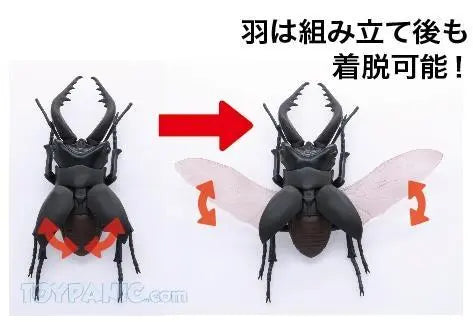 Fujimi Biology Edition Stag Beetle [FI No.22] Plastic Model Kit Fujimi