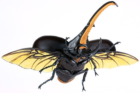 Fujimi Biology Edition Dynastes Hercules [FI No.26] Plastic Model Kit Fujimi