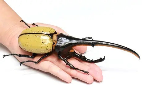 Fujimi Biology Edition Dynastes Hercules [FI No.26] Plastic Model Kit Fujimi